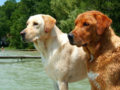 características del labrador retriever