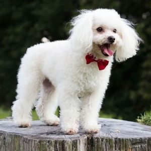 caniche enano