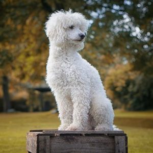 caniche grande