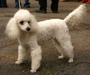 caniche mediano