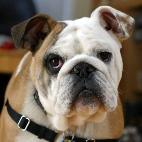 caracteristicas de la raza de perro bulldog