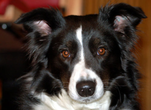 caracteristicas del border collie