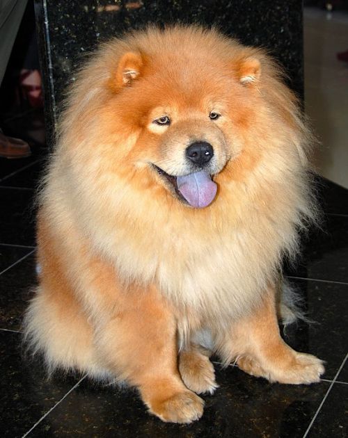 características del chow chow