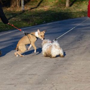 Venta de arnés para perros