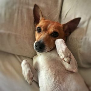 Venta de camas para perros