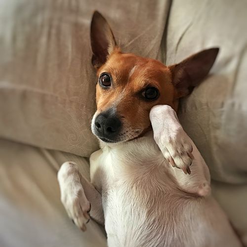 Venta de camas para perros