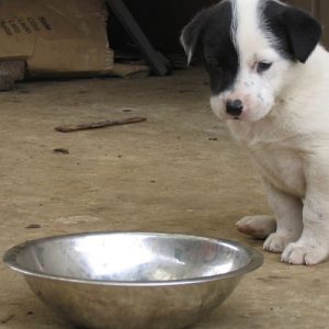 comederos para perros en venta