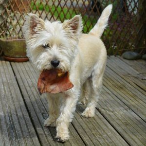 venta de la mejor comida para perros