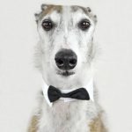Venta de collares para perros