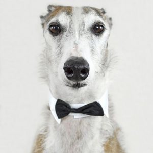 Venta de collares para perros