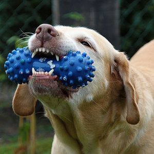 Venta de juguetes para perros