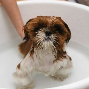 Venta de shampoo para perros
