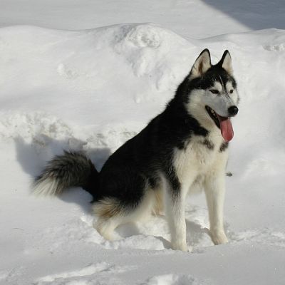 Lobo Siberiano negro