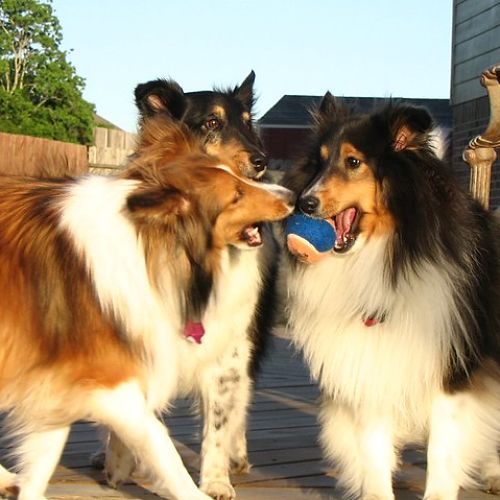 Tienda online de artículos para perros
